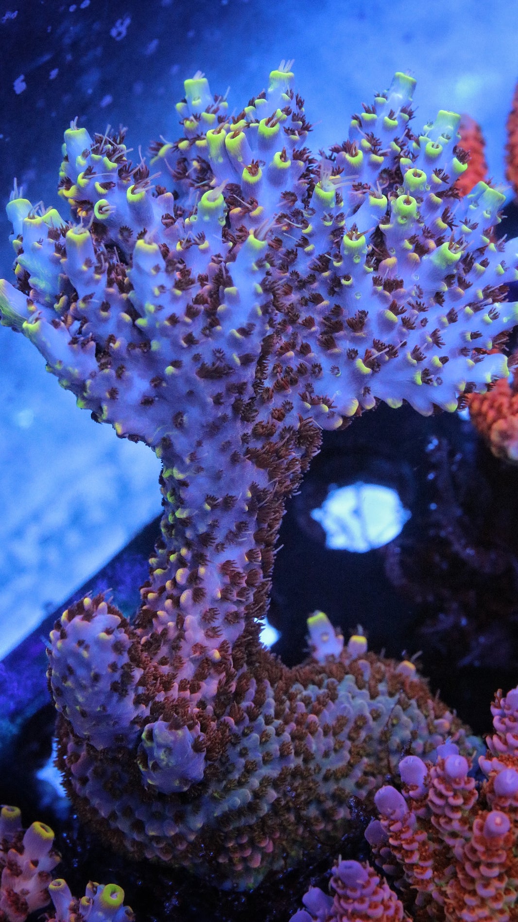 SPS (Cut to Order) – Pirates Reef Corals