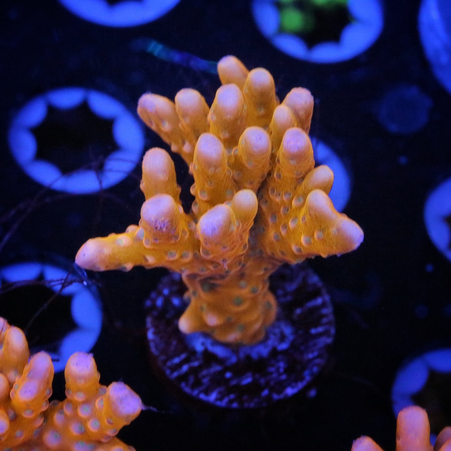 RRC Tropicana Anacropora 3