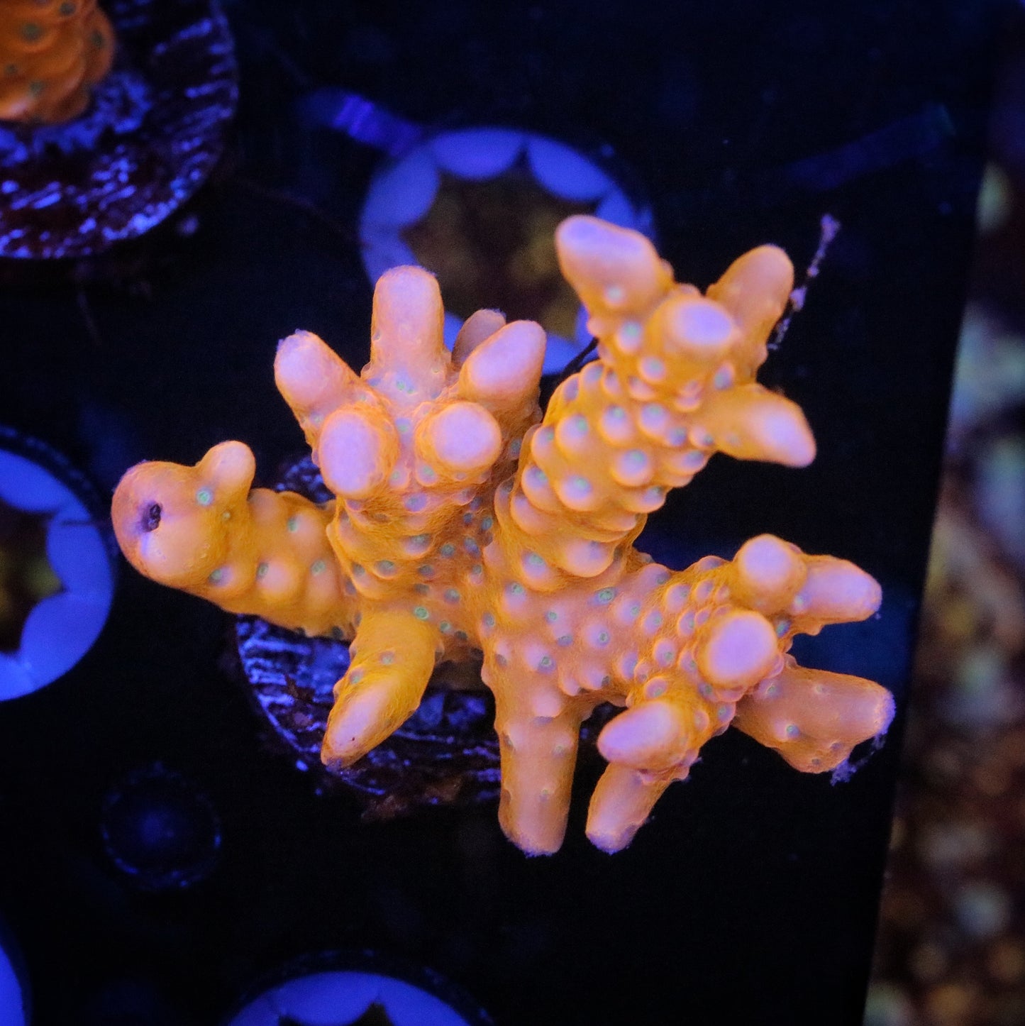 RRC Tropicana Anacropora 4