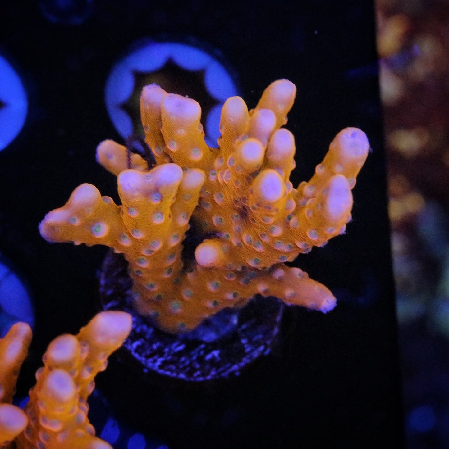 RRC Tropicana Anacropora 5