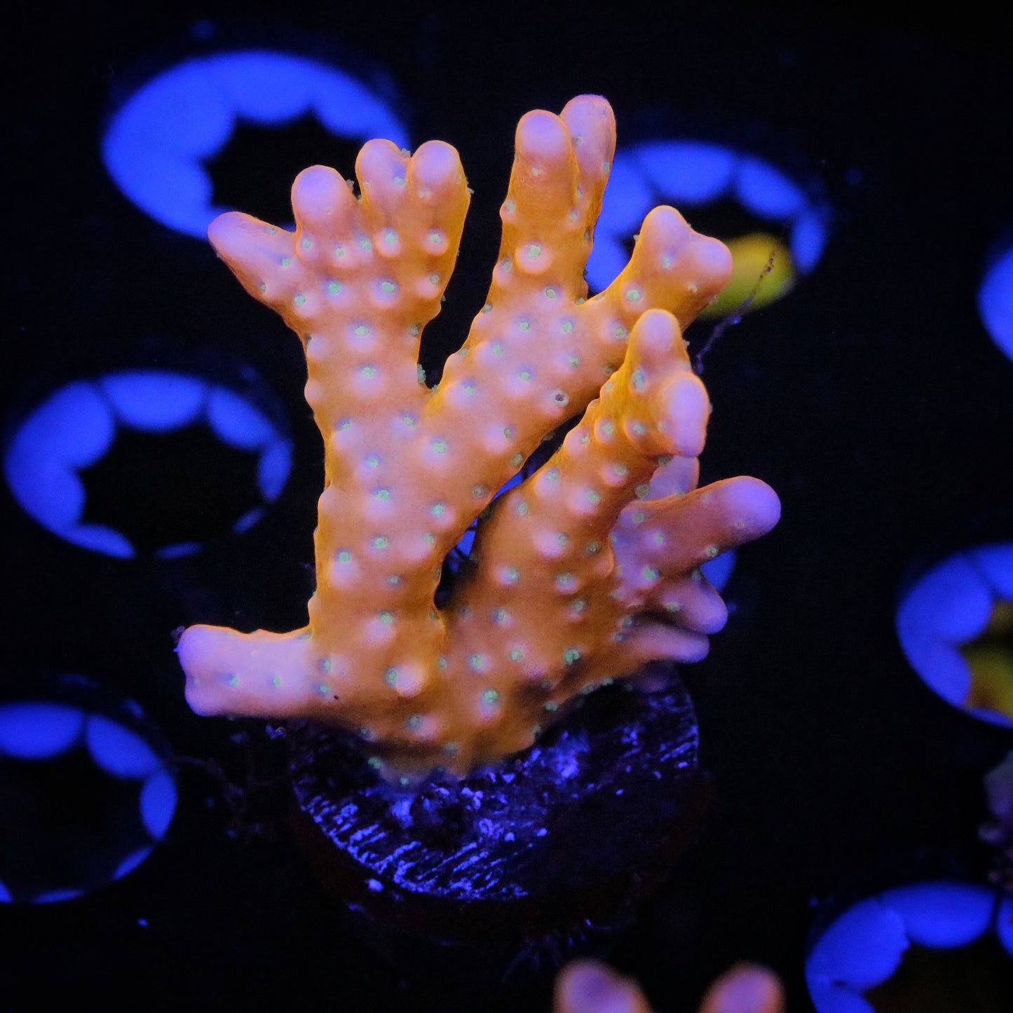 RRC Tropicana Anacropora 1