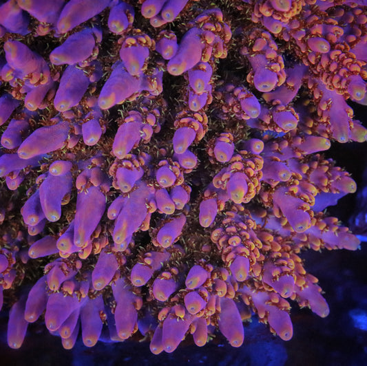 DCA Field of Dreams Acropora