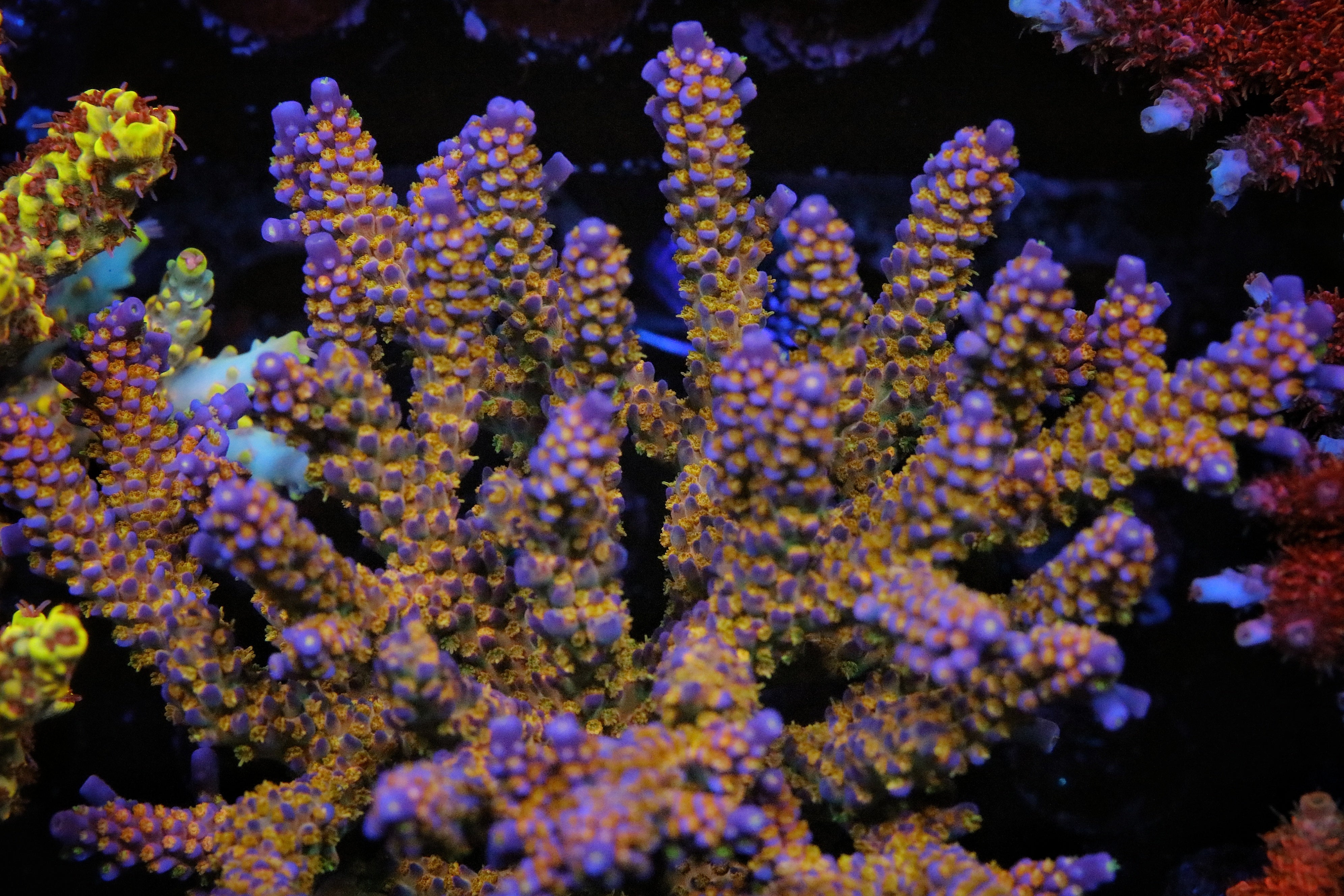 Route 66 Merlins Staff Acropora – Pirates Reef Corals