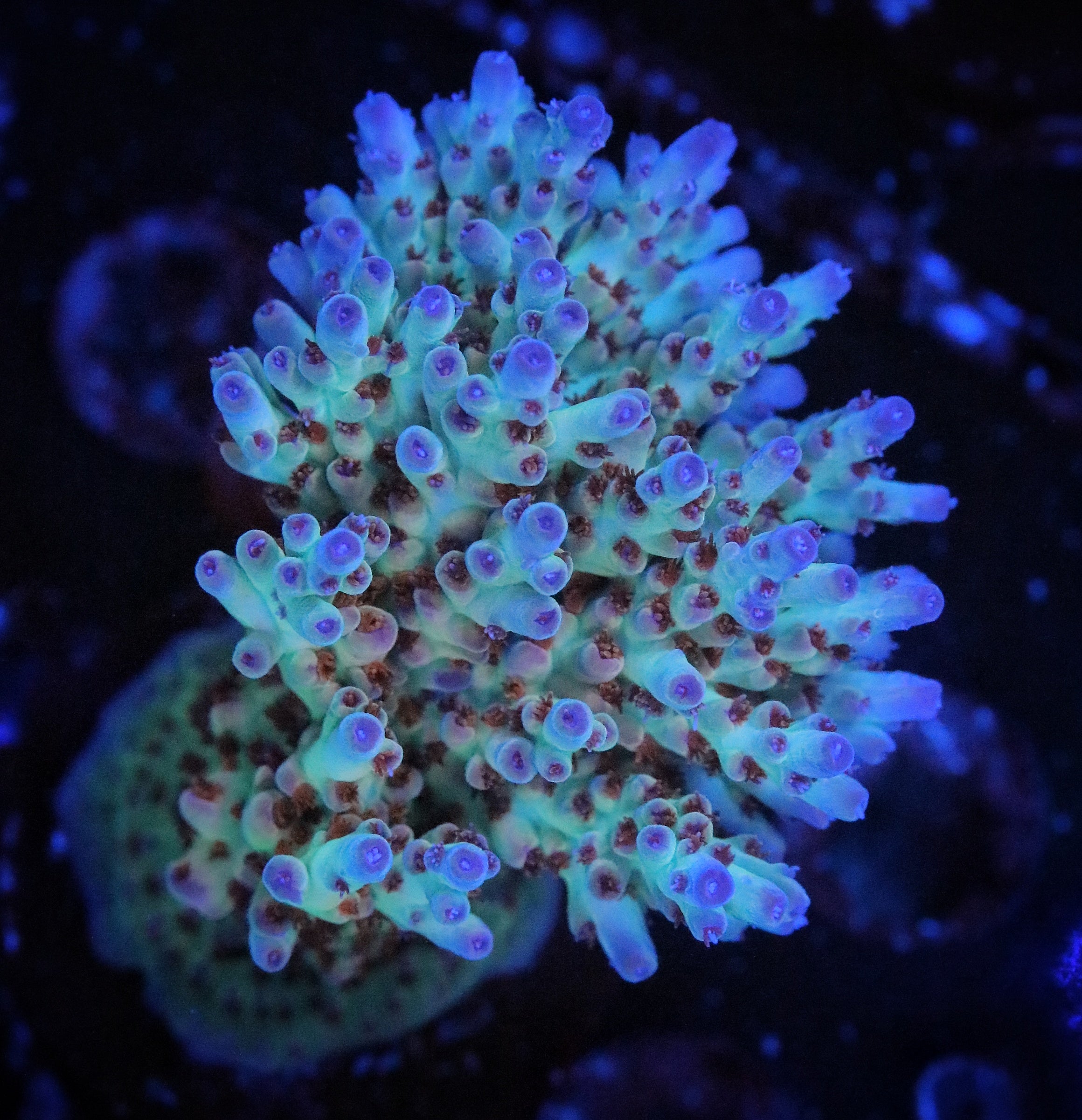 RRC Shazam Acropora – Pirates Reef Corals