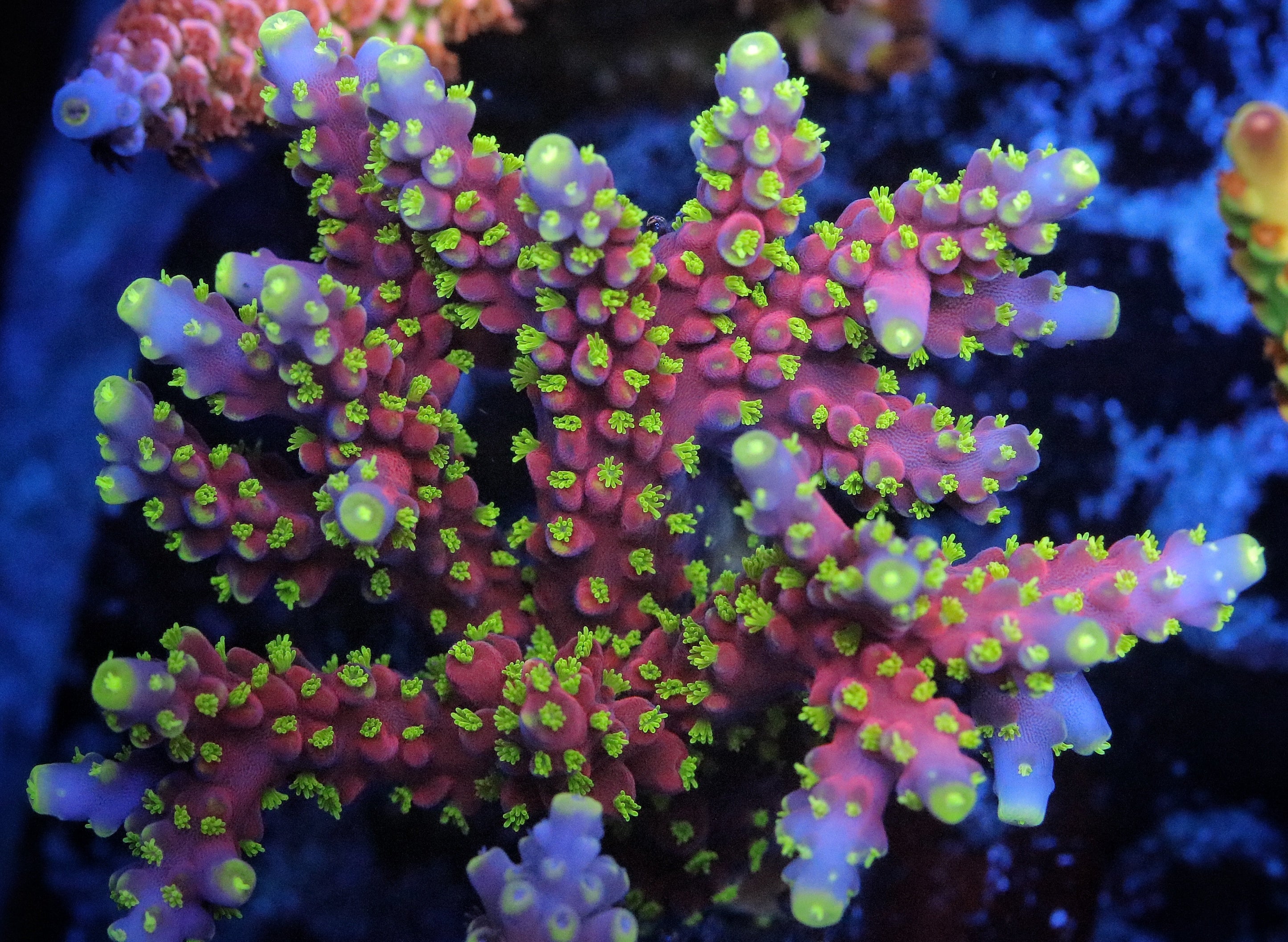 RR Firecracker Acropora – Pirates Reef Corals